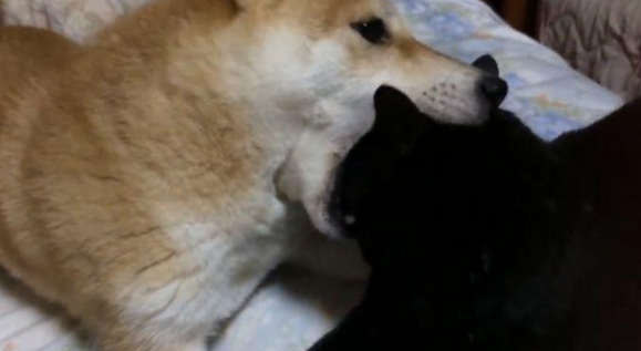 柴犬不把猫咪当回事儿，每日变着花式戏弄猫咪，猫：由谁来拯救朕？