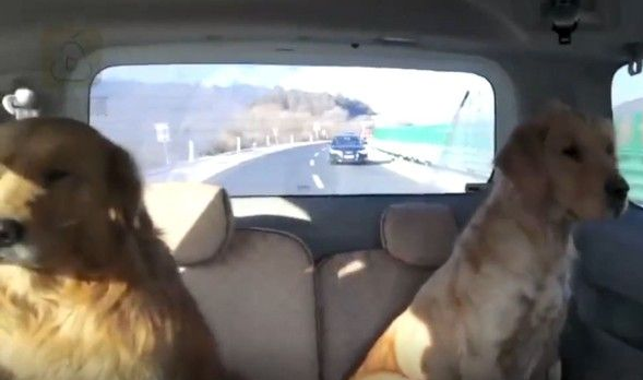 黄金猎犬兄弟档走丢 却不急着找主人只顾讨吃