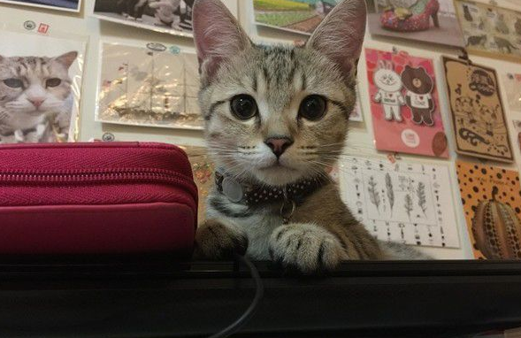 猫咪轻功纸箱上飘 猫奴:想吓死娘亲我吗(图4)