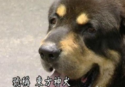 价值200万藏獒卖屠宰场 昔日名犬成落魄肉狗