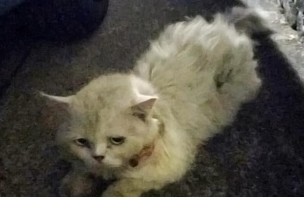 脏兮兮的流浪老猫,委屈的眼神让人想哭,被救半年后颜值判若两猫 脏兮兮的流浪老猫,委屈的眼神让人想哭,被救半年后颜值判若两猫
