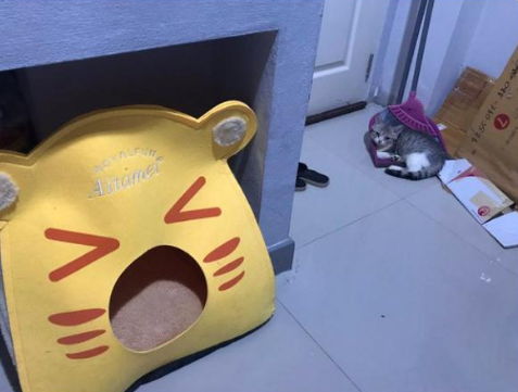 笑死人不偿命的猫:霸占兔子的窝我忍了,但为什么要睡在蛋蛋上? 笑死人不偿命的猫:霸占兔子的窝我忍了,但为什么要睡在蛋蛋上?