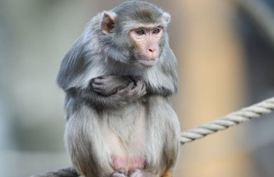 科学家将人类的基因植入到猴子的脑袋里 事实证明结果……