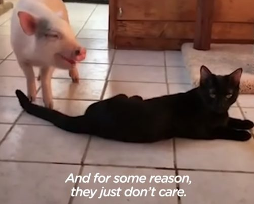 被猫领养的它会呼噜!不愿做回猪就是要当个喵星人 被猫领养的它会呼噜!不愿做回猪就是要当个喵星人