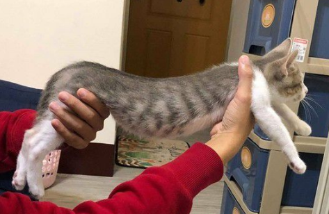 玩球投入得整只猫翻肚 躺下不到3秒钟瞬间关机
