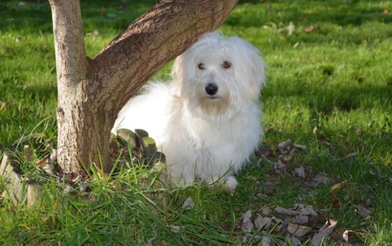 棉花面纱犬容易被认错的小毛球? 棉花面纱犬容易被认错的小毛球?