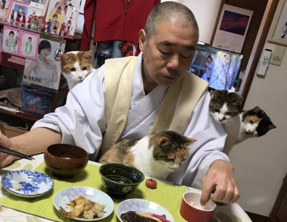 流浪猫被寺院收养后，住持变猫奴，天天被猫咪包围