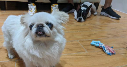 训犬师也被狗咬!柯基看似淡定自若,下秒把训犬师咬得鲜血淋漓 训犬师也被狗咬!柯基看似淡定自若,下秒把训犬师咬得鲜血淋漓