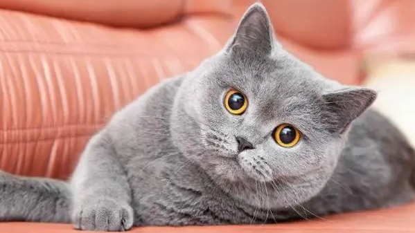 想让英短猫吃得营养健康？这篇猫粮挑选指南，一定要收好！