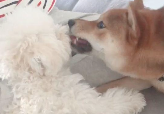把泰迪交到柴犬，回家见到这幕主人笑喷，柴犬：来人啊！耍流氓啦
