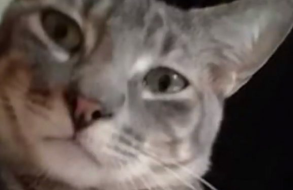 猫咪都是上帝派来的天使吗? 它为救主人自己命丧火场 猫咪都是上帝派来的天使吗? 它为救主人自己命丧火场