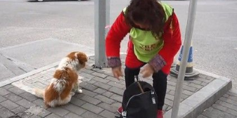 忠心汪守护离世主人3天 被好心阿姨收编回家