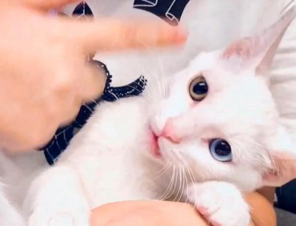 被人领养的猫,一年后自己回到原主人身边,它一直在找回家的路 被人领养的猫,一年后自己回到原主人身边,它一直在找回家的路