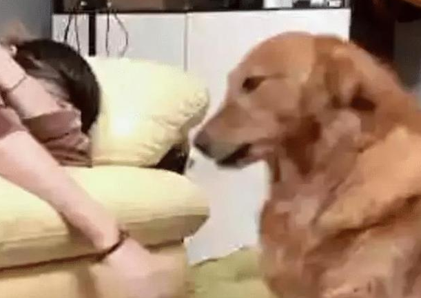 女子睡得正香甜，突然一阵刺痛袭来，金毛：你还想不想混了
