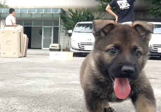 新北警犬队生力军加入！小萌汪架式十足网友全融化