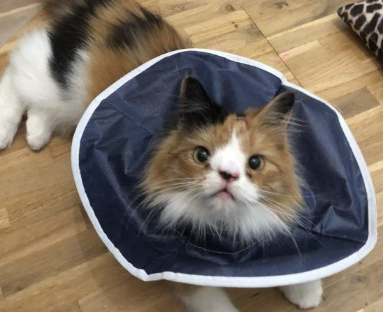 根本是命中注定 无鼻樑猫遇到一样长相的猫哥哥