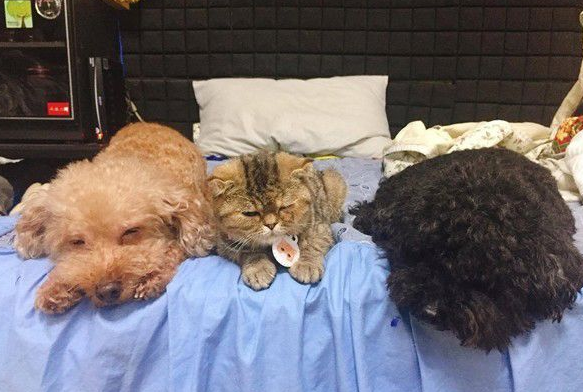 粗心爸爸忘记关上遮风罩 兜风猫肉脸被风吹成麻糬 粗心爸爸忘记关上遮风罩 兜风猫肉脸被风吹成麻糬