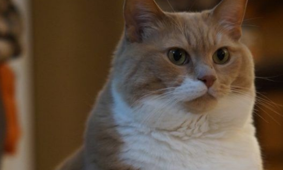 超励志!慵懒胖猫咪减肥三年 成功变身结实瘦猫 超励志!慵懒胖猫咪减肥三年 成功变身结实瘦猫