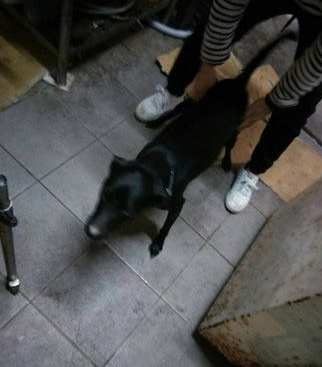 务必系狗链！勿疏纵自家毛孩趴趴走 否则恐将触法