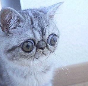 “惊吓猫”走红网络 眼睛太大睡觉都不能合眼