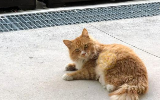 生来只有两条腿的流浪橘猫,惨遭猫妈妈抛弃,如今活得比谁都精彩