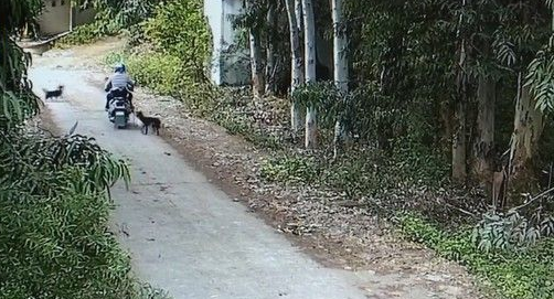 男子爱吃狗肉 用自己的小花狗引诱路边狗