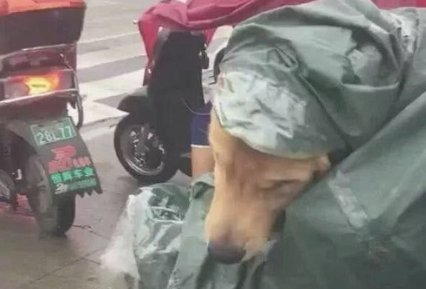 下大雨网友给金毛穿上雨衣，自身却被淋着，主人：它洗次澡一百呢