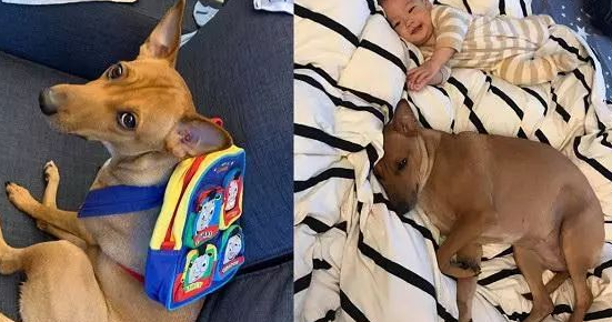 狗狗阿姨带小孩子,第二天入睡跟丧尸一样,腿直直抬起 狗狗阿姨带小孩子,第二天入睡跟丧尸一样,腿直直抬起