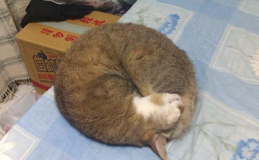 对猫毛严重过敏 依旧守护爱猫21个年头 对猫毛严重过敏 依旧守护爱猫21个年头