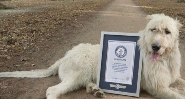 爱尔兰猎狼犬尾巴长76.8公分 荣登世界最长纪录