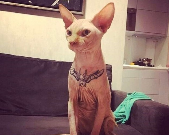 烏克蘭辣妹網紅給寵物貓紋身，結果惹怒了大批網友