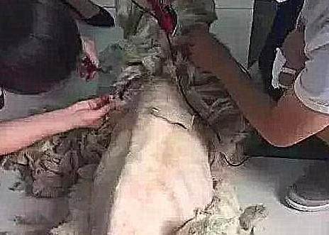 女孩不管不顾家人抵制,收养又脏又丑的流浪狗,2月后狗狗极致成长 女孩不管不顾家人抵制,收养又脏又丑的流浪狗,2月后狗狗极致成长