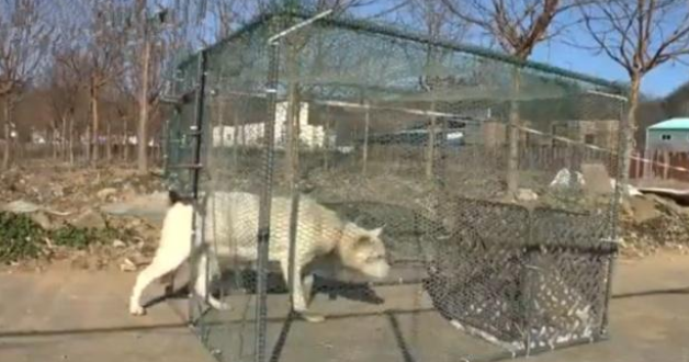 泪目!身受重伤的田园犬妈妈,为了唯一的孩子也要坚持活下去 泪目!身受重伤的田园犬妈妈,为了唯一的孩子也要坚持活下去