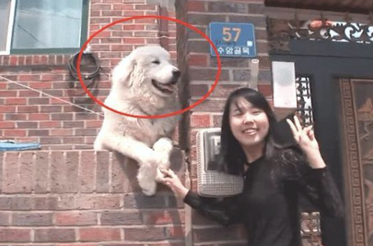 狗狗趴在围墙旁边等主人，它的笑容吸引住许多 过路人来照相，好治愈！