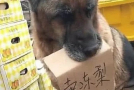 狗子为帮主人节约开支，每日追随主人卖东西，坐着摊前吸引住消费者