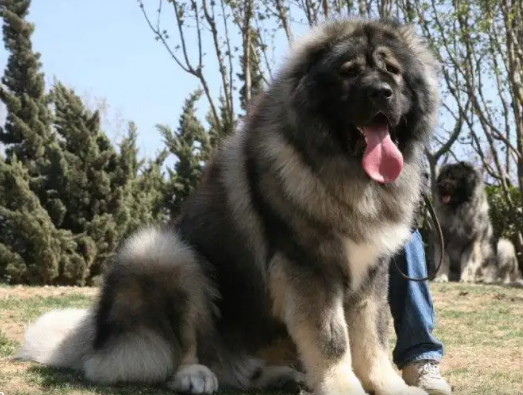 高加索犬好养吗