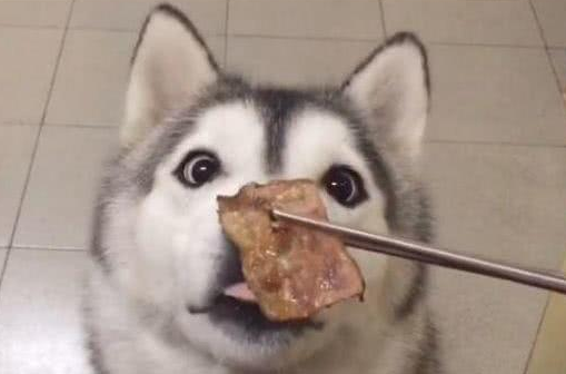 哈士奇吃炭火烤肉，乖到不好像一只二哈：吃完这盘肉，今日不拆家