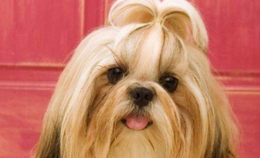 俏皮可爱的西施犬为什么没人养?原因如下 俏皮可爱的西施犬为什么没人养?原因如下