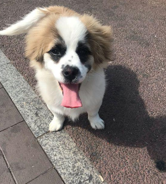 流浪狗跑丢后积极向女生套近乎，见到它寻求帮助的目光，狠不下心撇下它