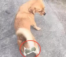 狗狗无缘无故就孕期，主人家最终受不了，无可奈何之中创造发明了一个武器