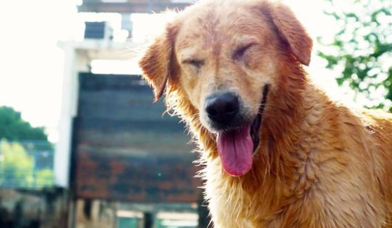 爱好独特的金毛犬，喜欢在河里捡垃圾，这一捡就是6年