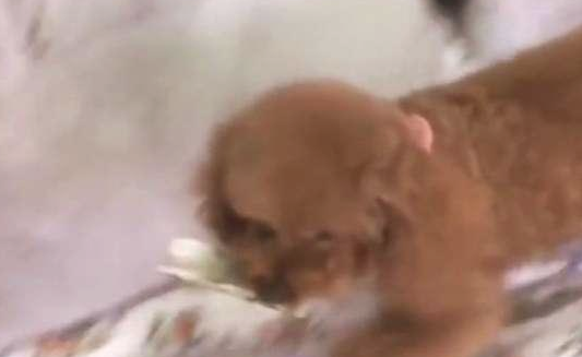 主人家藏钱不许泰迪看，泰迪宝贝乖乖趴布艺沙发上没动，等主人家藏好轻松寻找
