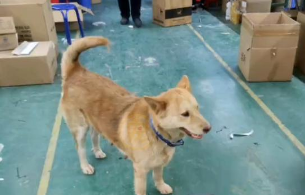 年薪上万的打工犬,成全工厂团宠,网友:我竟会羡慕一只狗 年薪上万的打工犬,成全工厂团宠,网友:我竟会羡慕一只狗