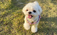 马尔济斯犬为什么那么贵