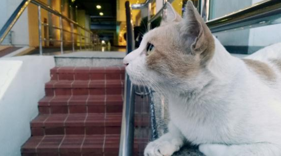 猫咪被锁超市一夜,众多货物遭殃,店长准备报警时遇到好心人 猫咪被锁超市一夜,众多货物遭殃,店长准备报警时遇到好心人