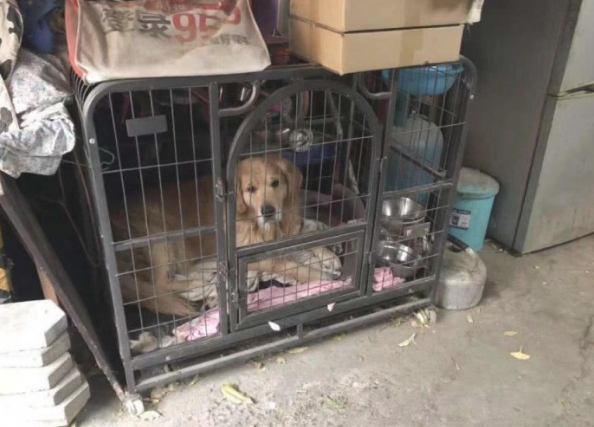金毛被关铁笼9年，被救后，再见了恩公时心态无法控制，它也了解心怀感恩啊