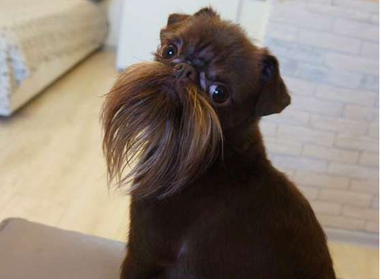 被称为老公公狗的坚果 长胡子却成为它受欢迎的标志