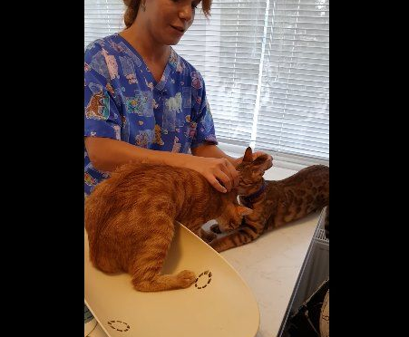 超有义气的一只猫 要逃命也绝不丢下同伴!