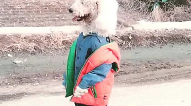 道上碰到一小孩子,的身上爬满白色狗毛,好奇心来到反面,一脸心痛 道上碰到一小孩子,的身上爬满白色狗毛,好奇心来到反面,一脸心痛