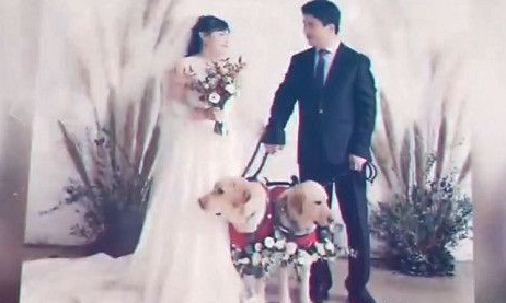 兄妹导盲犬为视障主人牵红线 成幸福4口 兄妹导盲犬为视障主人牵红线 成幸福4口